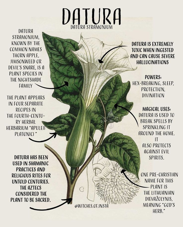 im planning to take datura